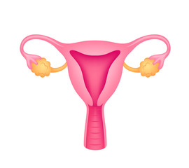 Uterus illustration. Human internal organs, isolated on white background.