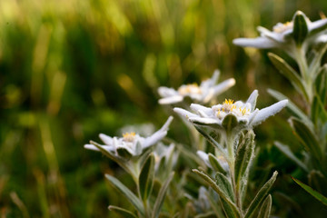 Edelweiss flowers in nature