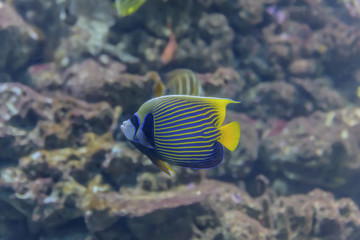 Beautiful yellow blue fish butterfly floating near a coral reef