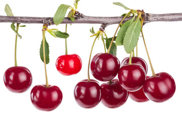 Cherry branch with leaves