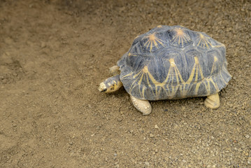 large turtle in a beautiful shell, slowly creeping along the sand