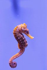 Longsnout seahorse known as Hippocampus reidi © SailingAway