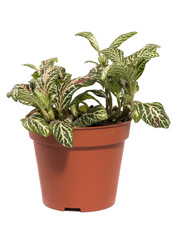 Fittonia bush in a pot on a white background
