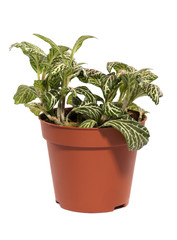 Fittonia bush in a pot on a white background
