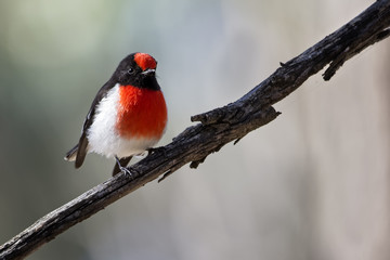 Red-capped Robin (Petroica goodenovii), Woodlands Historic Park, Greenvale, Australia.