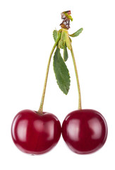 Cherry branch with leaves