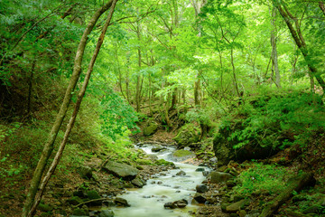 森の渓流、長野県、上田市、角間渓谷。