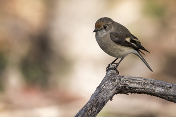 Red-capped Robin (Petroica goodenovii), Woodlands Historic Park, Greenvale, Australia.
