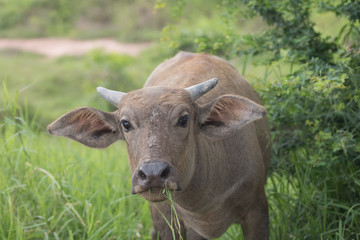 Pasture raised Asian water buffalo.