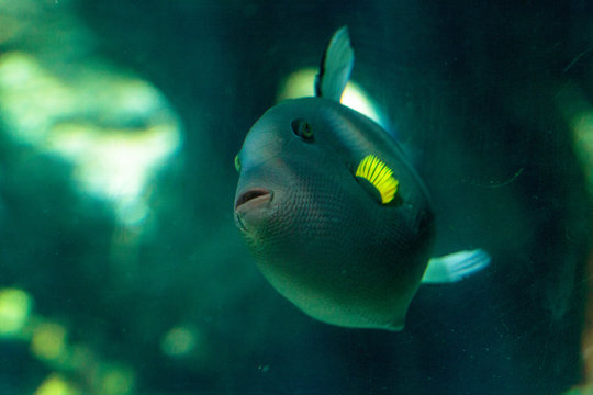 Pinktail triggerfish with yellow fins Melichthys vidua