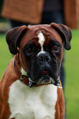 Dog breed Boxer