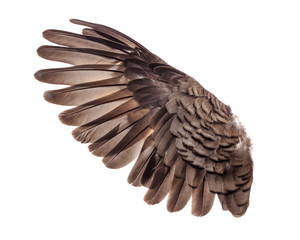 wings of birds on white background