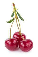 Cherry branch with leaves