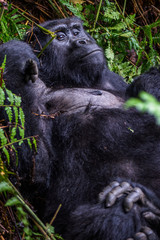 Portrait of a mountain gorilla with cub at a short distance. gorilla close up portrait.The mountain...