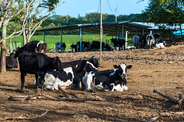 cows in farm.
