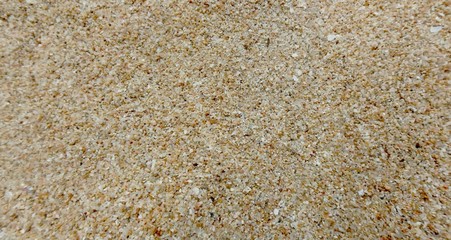 Macro photography from the sand.