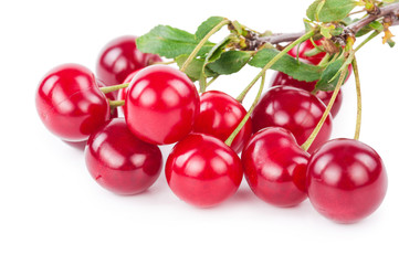 Cherry branch with leaves