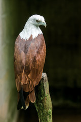 Close up of Brahminy kite, Red-backed sea-eagle.