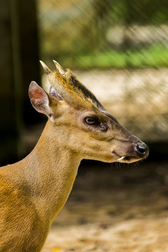 Barking deer or Muntiacus muntjak in the Wildlife Conservation.