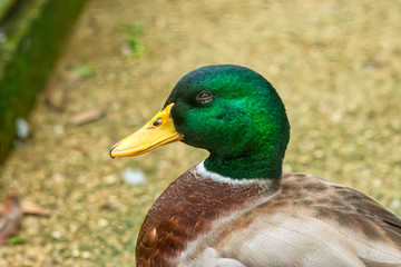Close up a male mallard duck.