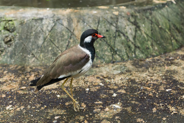 Red - wattled lapwing bird.