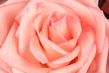 Beautiful pink rose close-up. Macro photo, floral background.