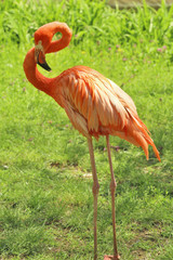 Beautiful flamingo in zoological garden
