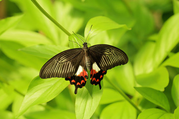Beautiful butterfly in zoological garden