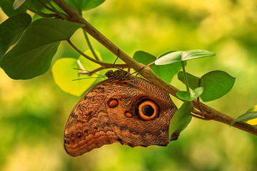 Beautiful butterfly in zoological garden
