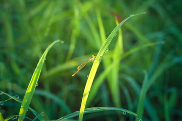 The dragonfly hanging on the grass
