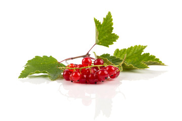 Red currant isolated