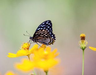 butterfly and flower