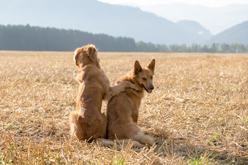 Hundefreundschaft