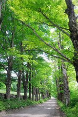 country road with green trees on both sides