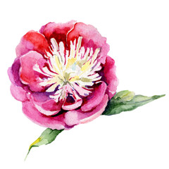 Wildflower peony flower in a watercolor style isolated. Full name of the plant: peony. Aquarelle wild flower for background, texture, wrapper pattern, frame or border.