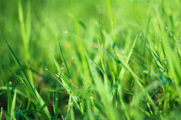 Sunrise and green grass with dew drop