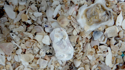 Macro shooting from the shell.