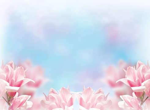 Fototapeta Spring floral background with magnolia flowers