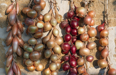 Ripe onion fruits tied in bundles