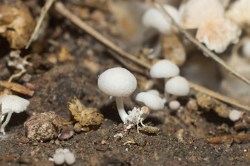 A group of poisonous mushrooms in the forest.