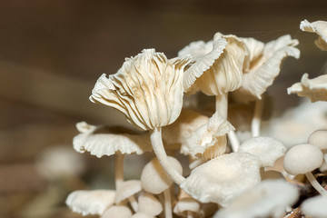 A group of poisonous mushrooms in the forest.