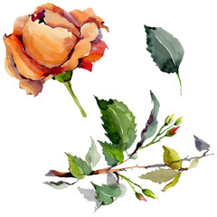 Wildflower rose flower in a watercolor style isolated. Full name of the plant: rose. Aquarelle wild flower for background, texture, wrapper pattern, frame or border.