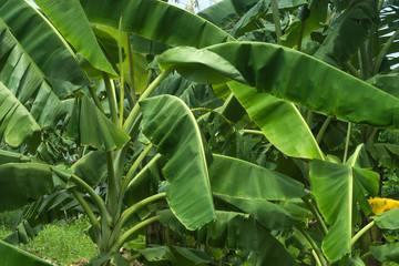 Banana trees in the forest