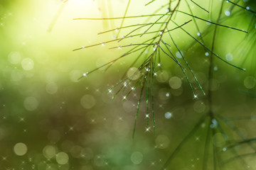 Water droplets on pine needles in the rainy season.