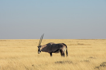 Oryx - Gemsbok - Etosha
