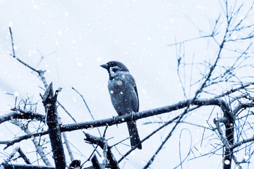 sparrow bird are sitting on branch.