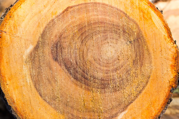 Background of the transverse cut of the tree trunk