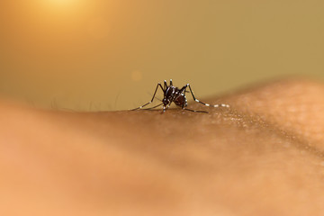 Close-up of a mosquito sucking blood.