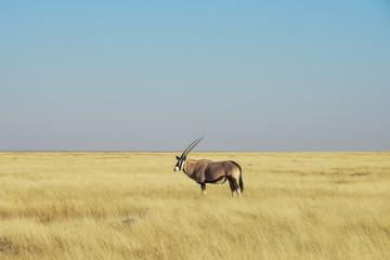 Naklejka na ściany i meble Oryx - Gemsbok - Etosha