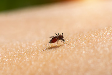 Close-up of a mosquito sucking blood.